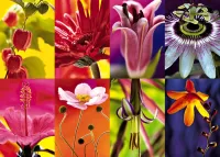 Rätsel Floral collage