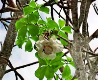 Puzzle Flower of the baobab tree