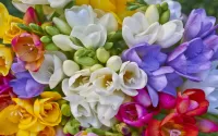 Jigsaw Puzzle Flower for family