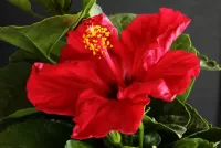 Quebra-cabeça Hibiscus Flower