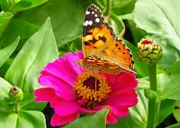 Пазл Цветок и бабочка