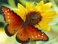 Zagadka Flower and butterfly