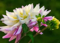 Zagadka Flower and buds