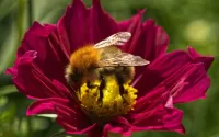 Jigsaw Puzzle Flower and bee