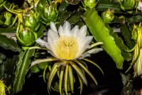 Zagadka Cactus flower