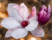 Jigsaw Puzzle Magnolia flower