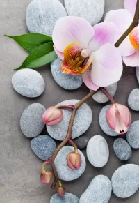 Puzzle Flower on stones