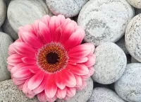 Bulmaca Flower on stones