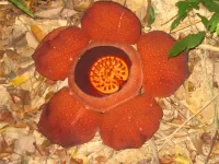 Jigsaw Puzzle Flower Rafflesia