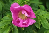 Rompecabezas Rosehip flower