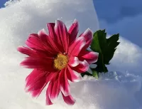 Пазл Цветок в снегу