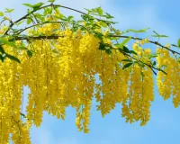 Rätsel Blooming acacia