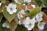 Puzzle pear blossom