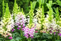 Puzzle Blooming foxglove