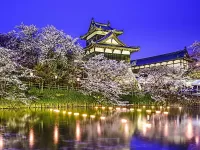 Пазл Цветущая сакура в Японии