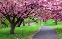Slagalica Cherry blossoms