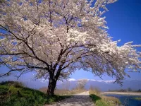 Zagadka flowering tree