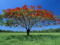 Пазл Цветущее дерево