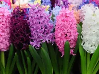 Puzzle Hyacinths in blossom