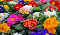 Jigsaw Puzzle blooming primroses