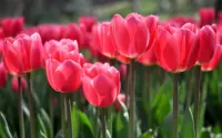 Jigsaw Puzzle Blooming tulips