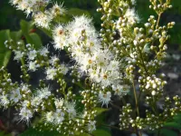 Quebra-cabeça Blooming Sorbaria