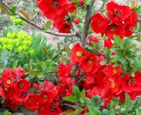 Puzzle Blooming pomegranate
