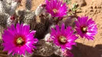 パズル Flowering cactus