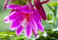 Zagadka Flowering cactus