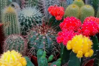 Rompecabezas Blooming cactus