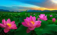 Quebra-cabeça Blooming lotus