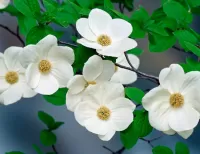 Rompecabezas Blooming jasmine