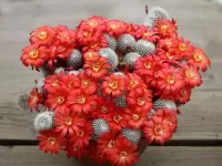 Jigsaw Puzzle Flowering cactus