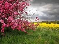 Quebra-cabeça Blossoming bush