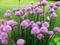 Jigsaw Puzzle Blooming chive