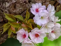 Jigsaw Puzzle cherry blossom