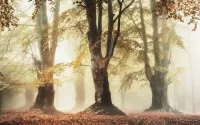 パズル Autumn fog