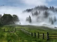 Пазл Туман в лесу