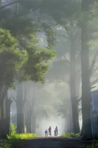 Puzzle Fog in the pine forest