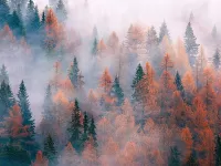 Пазл Туманный лес