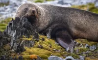 Rompicapo Seal