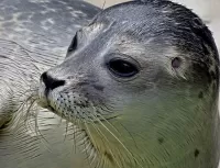 Слагалица Seal