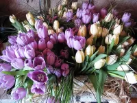 Quebra-cabeça Tulips 1