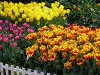 Slagalica Tulips 2