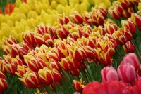 Quebra-cabeça Tulips