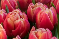 Bulmaca Tulips
