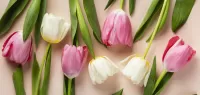 Zagadka Tulips