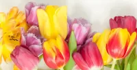 Rompecabezas Tulips