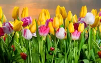 Quebra-cabeça tulips