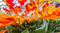 Quebra-cabeça Tulips